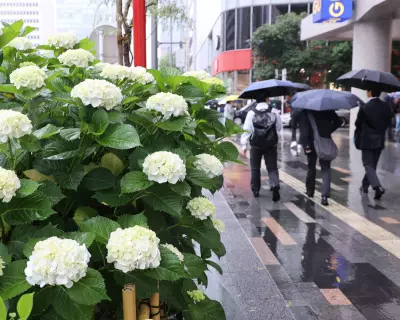 Typhoon Jangmi Threatens Japan as Europe Faces Intense Heatwave