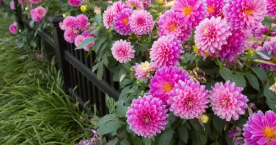 UK Gardeners Urged to Pinch Out Dahlias for Months of Blooms