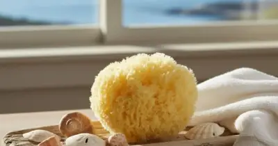 UK Gardeners Urged to Place Sea Sponges Outdoors Before Thursday to Attract Ladybirds