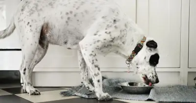 Urgent Dog Food Recall Over Brain Damage Fears - Life-Threatening Risk