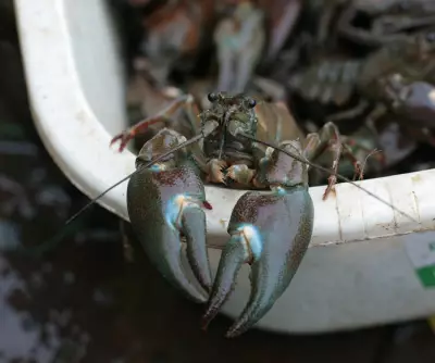Use Crayfish to Deter Swimmers at Hampstead Heath Ponds