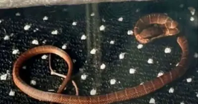 Venomous Snake Escapes on TUI Flight to UK, Sparks Panic