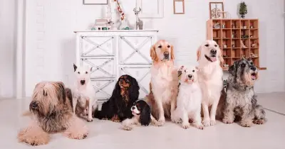 Vet reveals 5 dog breeds he'd never own, including popular Frenchie