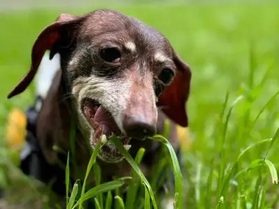 Vet Reveals Real Reason Dogs Eat Grass: It's Not Illness