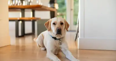 Vet Reveals the Only 9 Dog Breeds She Would Personally Own as Pets