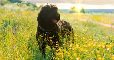 Vet Warns Against Walking Dogs in 40°C Heat: 'Your Dog Is Not a Small Human'
