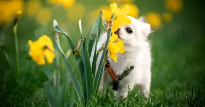 Vet Warns Dog Owners of Common Summer Garden Plant Dangers