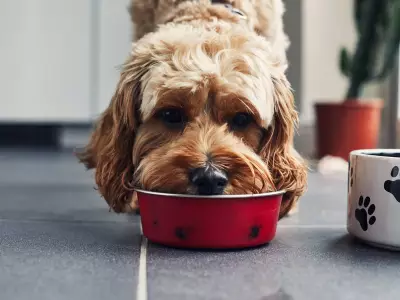 Vets Warn Sausages Are Potentially Toxic to Dogs Due to Ingredients