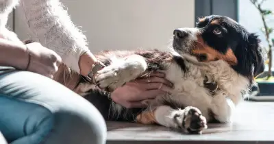 Why Dogs Put Their Paw on You When Being Petted: It's Affection