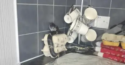 Woman Finds Massive Kingsnake in Boiler in Cumbria Home