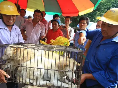 Yulin Dog Meat Festival Returns Despite Global Outcry and Opposition