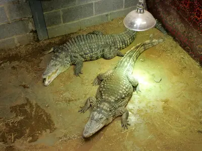 Zoo Reopens After Boy, 3, Allegedly Thrown Into Crocodile Enclosure
