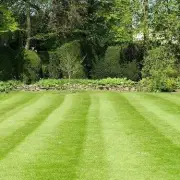 £1 Kitchen Staple Sprinkled in Gardens in June Will Completely Revitalise Lawns