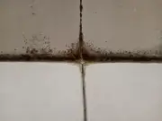 £1 Silicone Strip: Most Effective Method to Banish Black Mould in Bathrooms