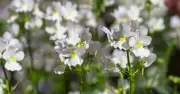 £10 Nemesia 'Wisley Vanilla' Plant Fills Garden with Sweet Vanilla Scent