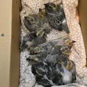 10 Pigeon Chicks Abandoned in Fife Layby After Nests Disturbed