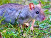 10-Second Bin Task to Keep Rats Out of Gardens This Summer