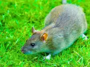 10-Second Bin Trick Keeps Rats Out of Gardens Without Traps or Poison