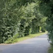 12-year-old boy dies after hit-and-run in Essex; teen arrested