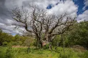 1,200-Year-Old Major Oak in Sherwood Forest Dies Due to Overtourism and Climate Change