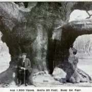 1,200-Year-Old Robin Hood Tree Dies from Too Many Visitors