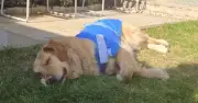 £14 Dog Cooling Jacket a 'Game-Changer' for Pets in UK Heatwave