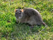 £1.47 Peppermint Oil Keeps Rats Out of Your Garden This Summer