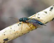 1906: Wood Boring Wasp Discovered in Wigan Coalpit