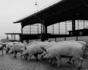 1951 Animals Left to Wither Away Outside Inadequate Slaughterhouses