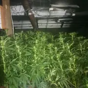 £200,000 Cannabis Farm Uncovered in Gateshead Police Raid