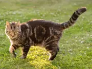 20p Orange Peel Trick Keeps Cats Out of Your Garden
