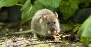 22p Vegetable Rats Hate: Expert Tips to Keep Rodents Away from UK Homes