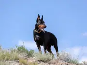 26 High-Energy Working Dog Breeds That Need the Most Exercise