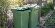 3 Invasive Garden Plants You Must Never Throw in the Bin