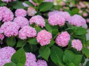 3 Simple Summer Jobs to Keep Hydrangeas Blooming for Months