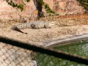 3-Year-Old Boy Thrown into Crocodile Enclosure at Johnsons Zoo, Man Arrested