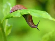 4 Plants to Add to Your Garden to Deter Slugs This Summer
