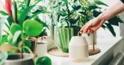 5 Common Houseplants That Naturally Cool Your Home in Summer