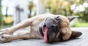 5 Common Signs Your Dog Has Heatstroke, According to a Vet Nurse