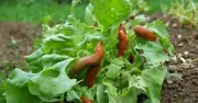 5 Natural Methods to Deter Slugs in Gardens, Experts Say