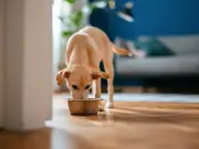 60p Tinned Fish Water Trick to Hydrate Pets in UK Heatwave