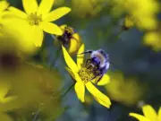 7 Beautiful Flowers to Attract Bees and Butterflies to Your Garden