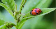 7 Beautiful Flowers to Attract Pollinators to Your UK Garden