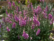 7 Common UK Garden Plants That Can Kill Kids or Pets