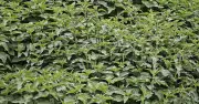7 Common UK Plants You Should Never Touch With Your Bare Hands