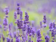 7 Drought-Tolerant Plants for a Vibrant UK Summer Garden