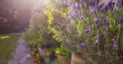 7 Drought-Tolerant Plants for Lively Gardens with Minimal Water