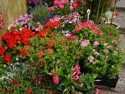 7 Drought-Tolerant Plants for Vibrant, Low-Water Gardens