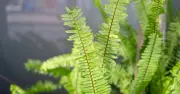 7 Plants That Naturally Cool Your Garden During a Heatwave