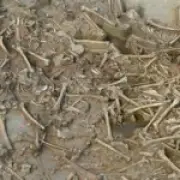 78 Headless Skeletons Found in 7,000-Year-Old 'Zombie' Burials in Slovakia